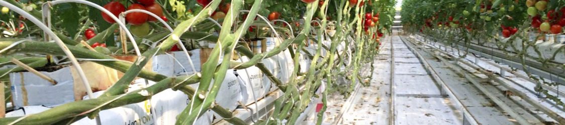 The potential of horticulture